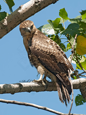 Buteo jamaicensis  RED-TAILED HAWK 8028895z
