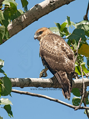 Buteo jamaicensis  RED-TAILED HAWK 8028903z