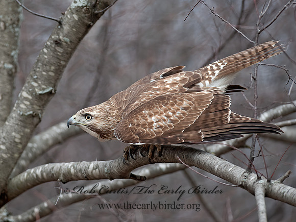 Buteo jamaicensis  RED-TAILED HAWK 8032655z