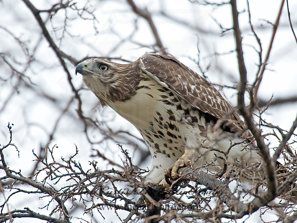 Buteo jamaicensis  RED-TAILED HAWK 9005023z