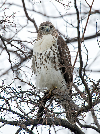 Buteo jamaicensis  RED-TAILED HAWK 9005025z