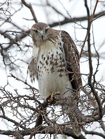 Buteo jamaicensis  RED-TAILED HAWK 9005027z