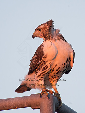 Buteo jamaicensis  RED-TAILED HAWK 9006216z