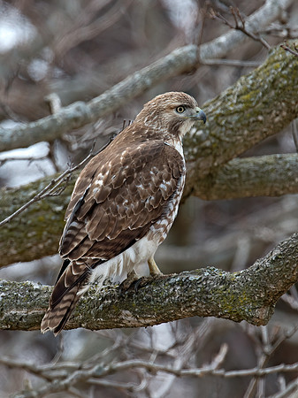 Buteo jamaicensis  RED-TAILED HAWK 9020723z