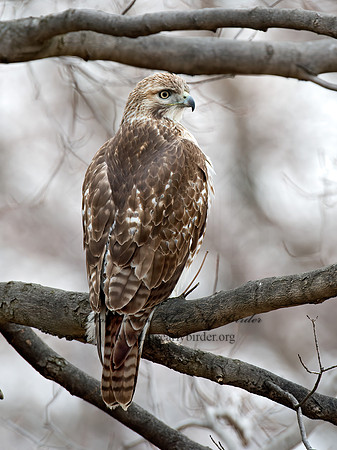 Buteo jamaicensis  RED-TAILED HAWK 9020791z