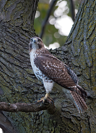 Buteo jamaicensis  RED-TAILED HAWK 9025177z