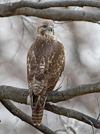 Buteo jamaicensis  RED-TAILED HAWK 9020794z