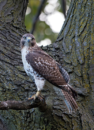 Buteo jamaicensis  RED-TAILED HAWK 9025178z
