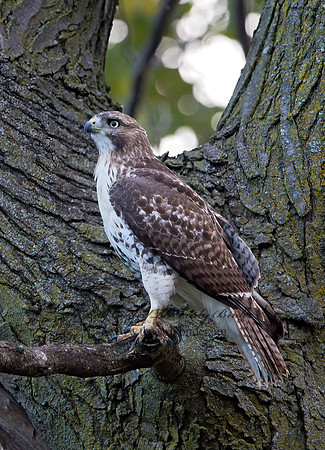 Buteo jamaicensis  RED-TAILED HAWK 9025180z