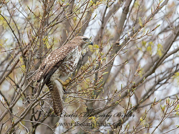 Buteo jamaicensis  RED-TAILED HAWK 9043606z
