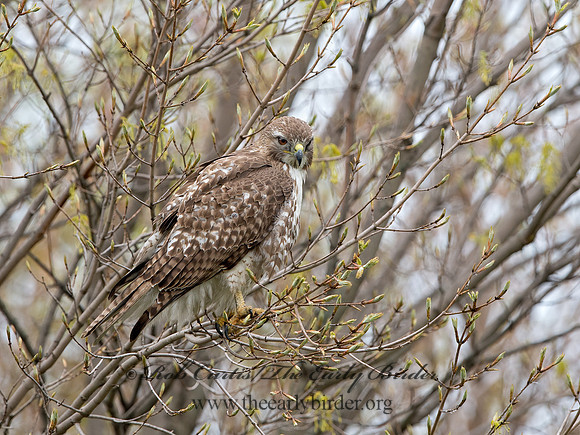 Buteo jamaicensis  RED-TAILED HAWK 9043607z