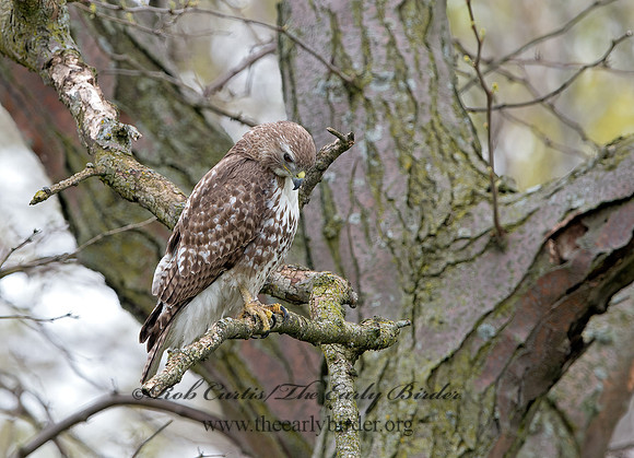 Buteo jamaicensis  RED-TAILED HAWK 9043616z