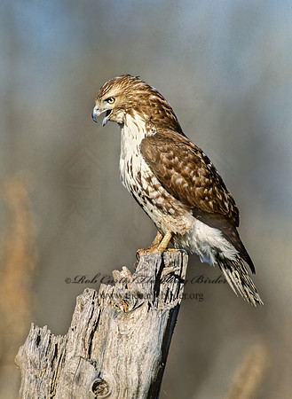 Buteo jamaicensis  RED-TAILED HAWK 286335z