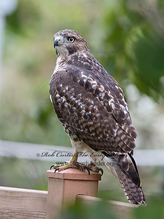 Buteo jamaicensis  RED-TAILED HAWK 9025158z