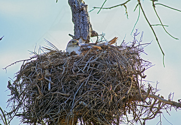 Buteo jamaicensis  RED-TAILED HAWK 113714z