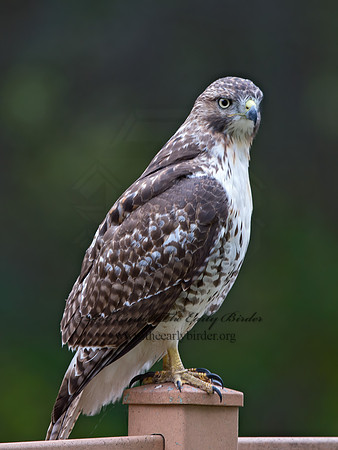 Buteo jamaicensis  RED-TAILED HAWK 9025172z
