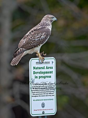 Buteo jamaicensis  RED-TAILED HAWK 9025175z