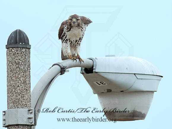 Buteo jamaicensis  RED-TAILED HAWK 8029333z