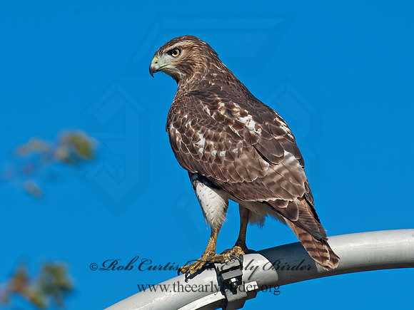 Buteo jamaicensis  RED-TAILED HAWK 8027082z