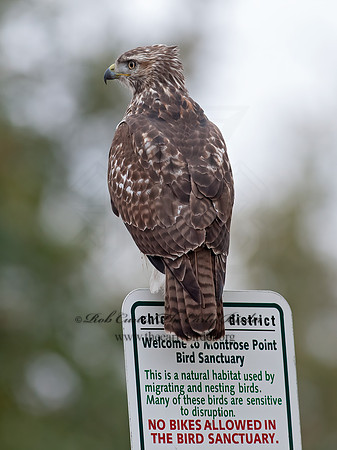 Buteo jamaicensis  RED-TAILED HAWK 8029355z