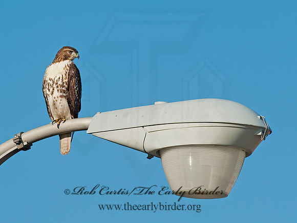Buteo jamaicensis  RED-TAILED HAWK 8027065z