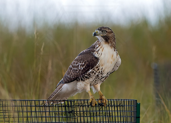 Buteo jamaicensis  RED-TAILED HAWK 9025295z