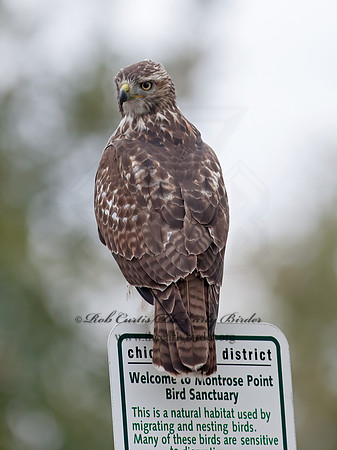 Buteo jamaicensis  RED-TAILED HAWK 8029356z