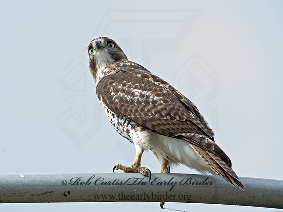 Buteo jamaicensis  RED-TAILED HAWK 9025329z
