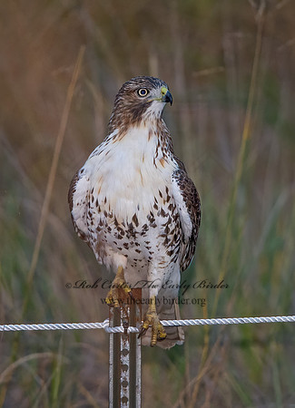 Buteo jamaicensis  RED-TAILED HAWK 9025701z