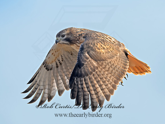Buteo jamaicensis  RED-TAILED HAWK  1300462z