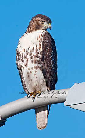 Buteo jamaicensis  RED-TAILED HAWK 3010394z