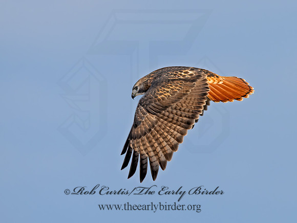 Buteo jamaicensis  RED-TAILED HAWK  1300471z