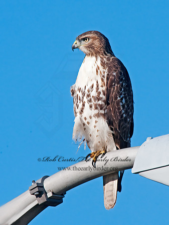 Buteo jamaicensis  RED-TAILED HAWK 3010391z