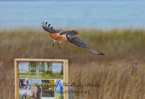 Buteo jamaicensis  RED-TAILED HAWK  1300517z