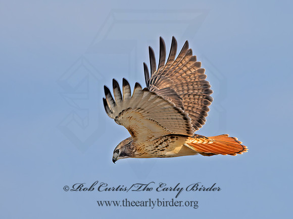 Buteo jamaicensis  RED-TAILED HAWK  1300472z