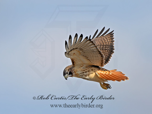Buteo jamaicensis  RED-TAILED HAWK  1300475z