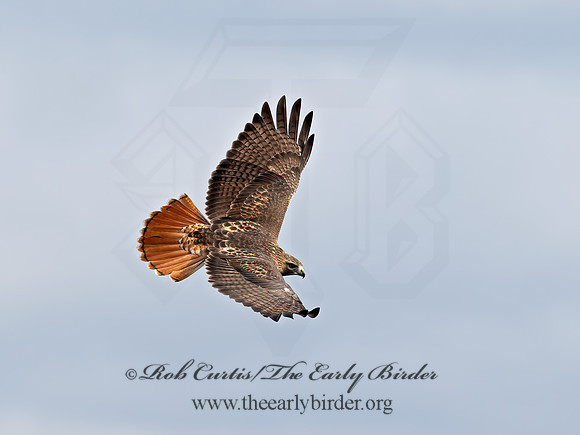 Buteo jamaicensis  RED-TAILED HAWK  9062711z