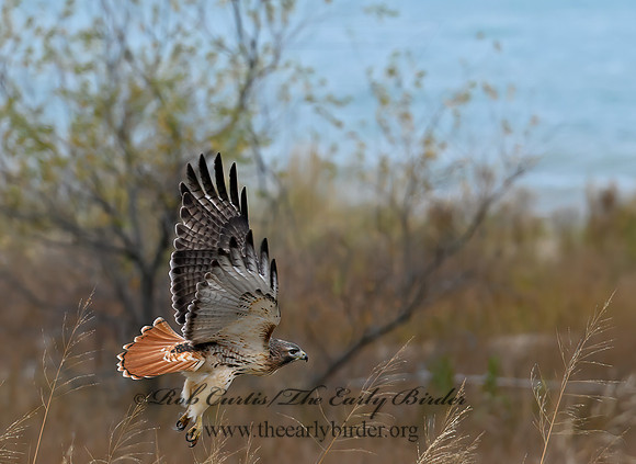 Buteo jamaicensis  RED-TAILED HAWK  1300523z