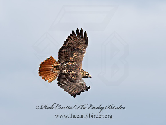 Buteo jamaicensis  RED-TAILED HAWK  9062712z