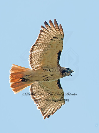 Buteo jamaicensis  RED-TAILED HAWK 8028709z