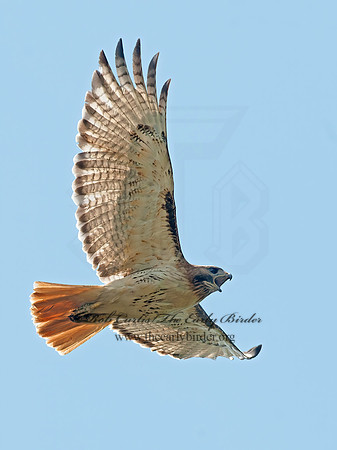 Buteo jamaicensis  RED-TAILED HAWK 8028708z