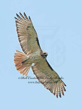 Buteo jamaicensis  RED-TAILED HAWK 8028711z