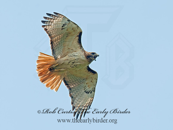 Buteo jamaicensis  RED-TAILED HAWK 8028712z