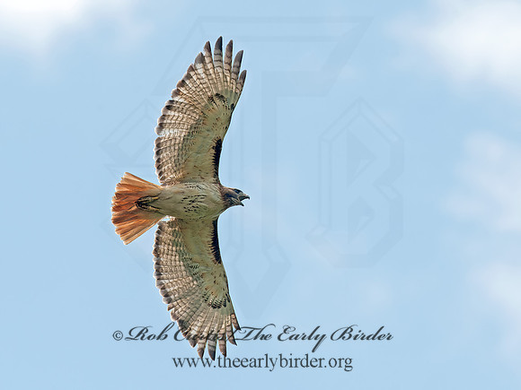 Buteo jamaicensis  RED-TAILED HAWK 8028713z