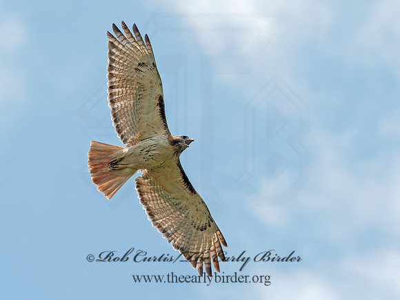 Buteo jamaicensis  RED-TAILED HAWK 8028715z