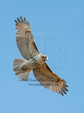 Buteo jamaicensis  RED-TAILED HAWK 8029417z
