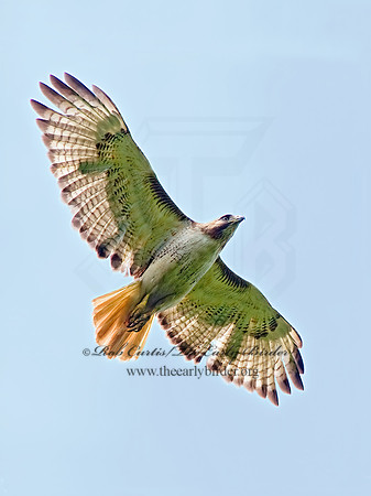 Buteo jamaicensis  RED-TAILED HAWK 4001937  z