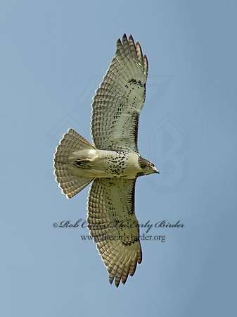 Buteo jamaicensis  RED-TAILED HAWK 9005005z