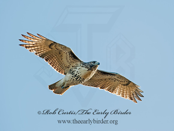Buteo jamaicensis  RED-TAILED HAWK 8029433z