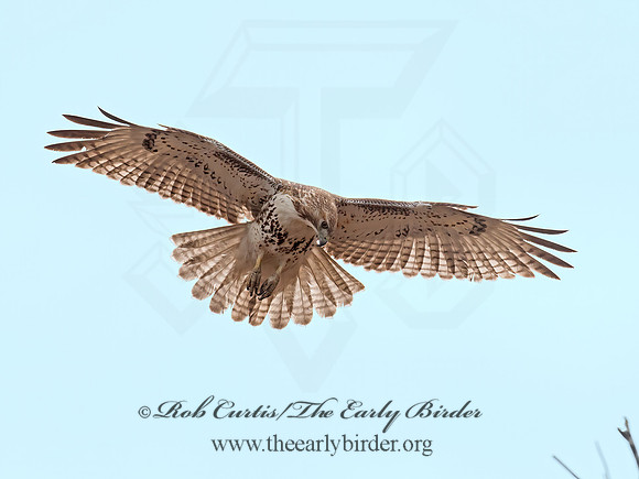 Buteo jamaicensis  RED-TAILED HAWK 8032658z